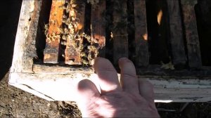 первые весенние работы на пасеке -  формирование гнезд слабых семей и отводков