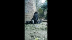 Cute Male Gorilla Mating For More Offsprings ゴリラの交尾