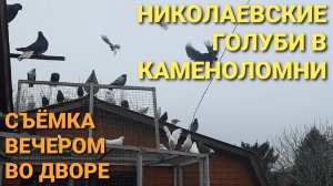🕊🕊🕊 Николаевские голуби в Каменоломни. Съёмка вечером во дворе.