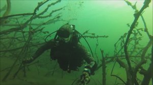 Дайвинг. Затопленный лес