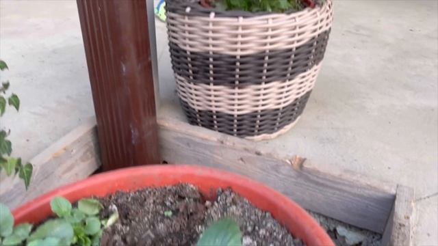 Розарию год. Хосты через 3 недели. Новые растения смотреть онлайн