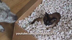 Cat VS Dog!!! Max in the Box VS Pit Bull Sharky