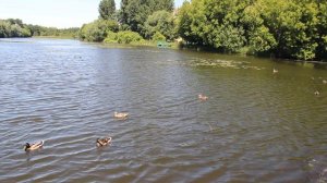 Димитровград-2020 Верхний пруд Июнь ч2