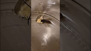 Оса в квартире зимой