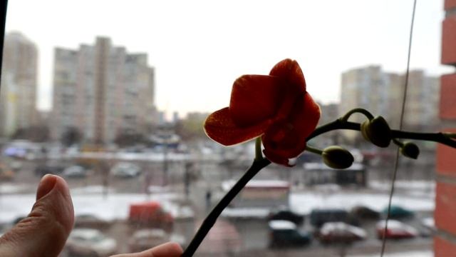 VLOG Выпал снег, готовлю вкусные макароны смотреть онлайн