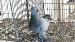 10.01.2025 г Обзор Голуби у Отца перед отъездом 👍