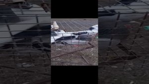 Птичий рынок