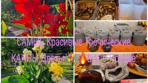 Гостинцы из Молдовы/Как Правильно Посадить КАННЫ/деление и Посадка