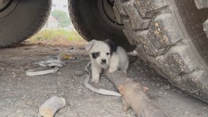 Щенок Белый Бим Черное Ухо и глаз