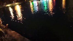 Красные утки (огари) крякают. Вечерняя съëмка.