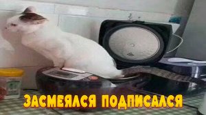 😺 Шалость удалась! 🐈 Видео смешных котов и котят для хорошего настроения! 😻