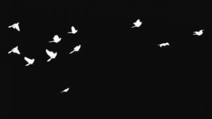 Футаж-Голуби 28