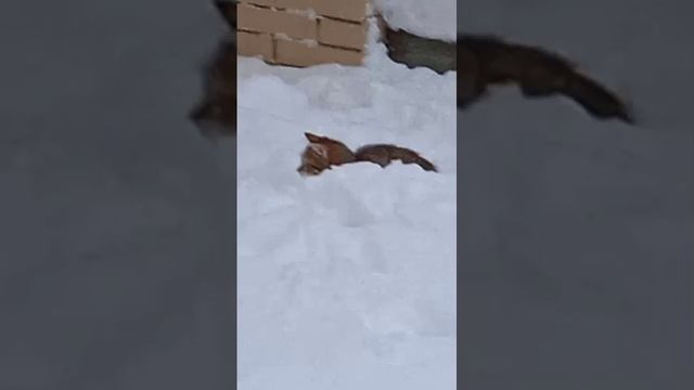 котята