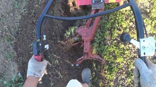 Мотоблок Угра. Запахиваю горчицу. Учусь пахать. смотреть онлайн