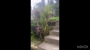 Мир субличностей (антология с растениями)