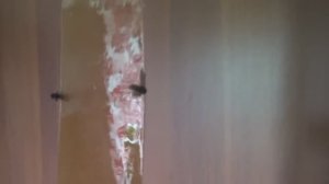 Липучка для мух - новый видеоблог, 13 июня 2015