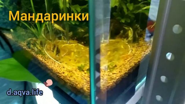 Аквариумные креветки смотреть онлайн