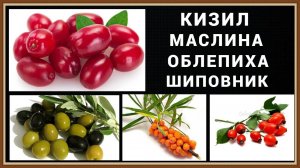 КИЗИЛ МАСЛИНА ОБЛЕПИХА ШИПОВНИК