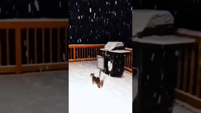 Кот и снег #кот #котики