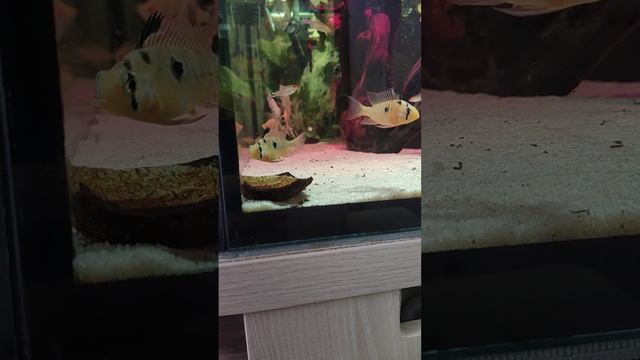 Апистаграмма боливийская бабочка смотреть онлайн