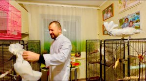 Попугаи Жора и Кеша устроили ГОРЯЧУЮ ВСТРЕЧУ доктору Василию,только успевай уворачиваться от клювов
