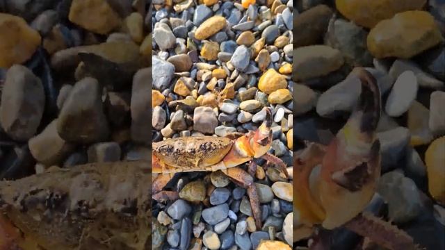 Каменный Краб // Чёрное море. смотреть онлайн