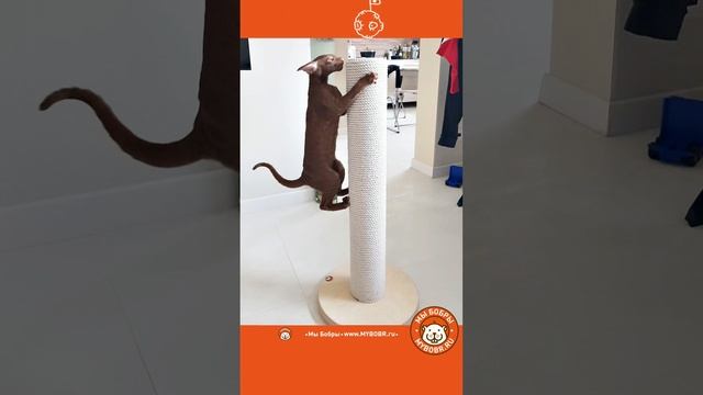 Когда привезли долгожданную когтеточку