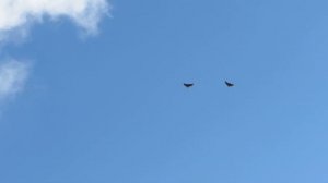 Мелитопольские голуби.Полет красненьких и немножко сивеньких николаевских на рабочем полигоне.