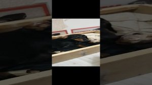 Мои любимые собаки