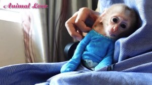 Mom sews a new shirt for baby monkey Bibi Cute Animals #pets #animals #monkey #cute #babymonkey