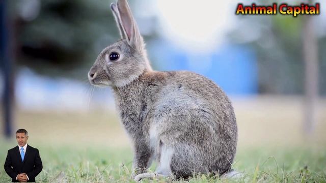 Cute Farm Animal Around Us ||Fennec Fox,Duck,Crocodile, African Monkey ...