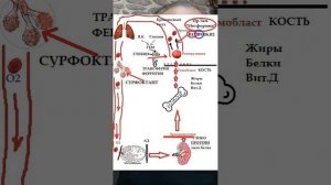ГИПНОЗ. Анемия. Марафон здоровья.