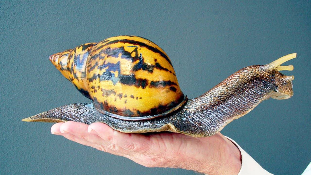 Удивительные и очень интересные факты про Улитку смотреть онлайн