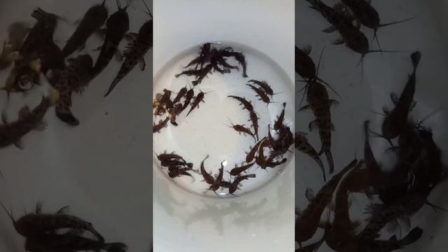 43 сомика Таракатум