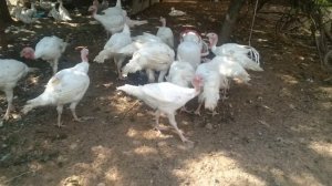 Индюки бройлерные в ЛПХ « ЗайКИ »