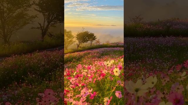 a very beautiful field of flowers💐#flowers