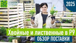 ХВОЙНЫЕ И ЛИСТВЕННЫЕ в P9. Обзор поставки!