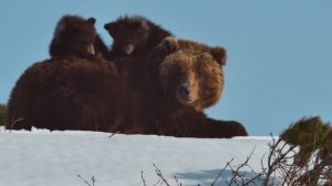 Медведи Камчатки. Начало жизни