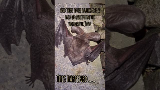 Here's the final part the long eared brown bats adventures. ( the rescuer named him Greg)