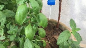 Smart Plant Watering Made Easy: 3 DIY Drip Irrigation Methods with a Water Bottle & Cotton Stick