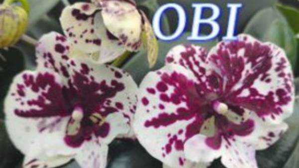 №1000/ СВЕЖИЕ красивые ОРХИДЕИ в OBI