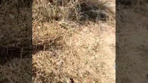 охота с ястребом goshawk