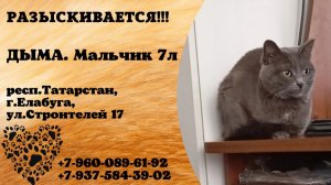 Пропал кот! ДЫМА. Мальчик, 7 лет. респ.Татарстан, г.Елабуга.