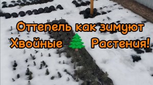 🌲Оттепель как зимуют Хвойные растения 🌲