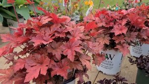 Heucherella 'Hop Scotch' (Foamflower) // A Terrific NATIVE Hybrid, with vigorous COLORFUL Foliage