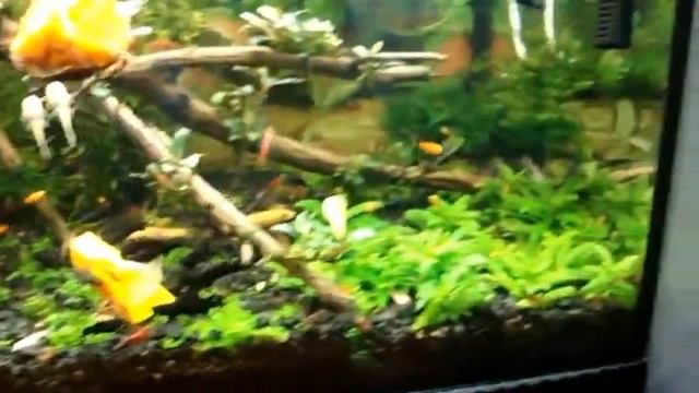 Анциструсы, креветки живородки. Кушаем сладкую тыкву. смотреть онлайн