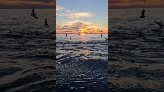 АДЛЕР. ЗАКАТ. 7 ДЕКАБРЯ. #пляжчайка. #море. смотреть онлайн