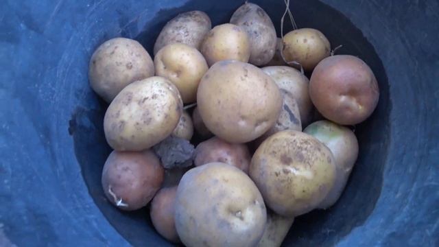 ВЫКОПАЛ КАРТОФЕЛЬ НА ПРОБУ. 2022 ГОД. ЖАРА ПОДПОРТИЛА УРОЖАЙ. МОЖЕТ "СЫНОК" НЕ ПОДВЕДЕТ. смотреть онлайн