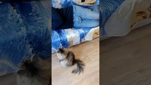 Смешные кошки #Кот Лёпка будит дедулю# 2 кошки и 1 кот#
