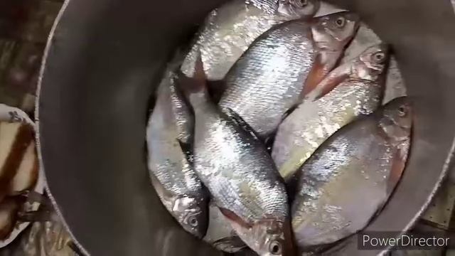 Солим рыбу Леща !